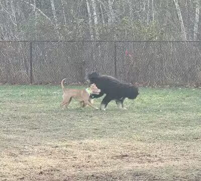 Friend Lee Pets Dog Park - Lee, NH