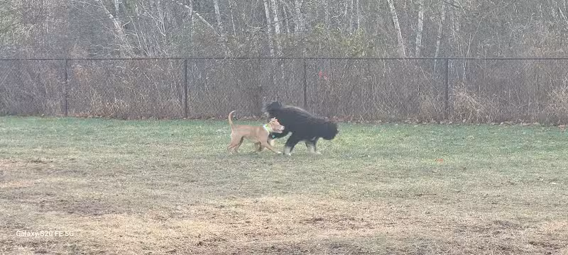 Friend Lee Pets Dog Park - Lee, NH