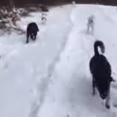 Hazey Acres K9 Boarding - Leetonia, OH