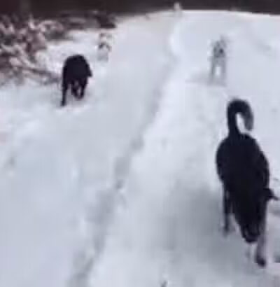 Hazey Acres K9 Boarding - Leetonia, OH