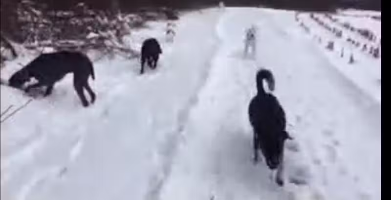 Hazey Acres K9 Boarding - Leetonia, OH