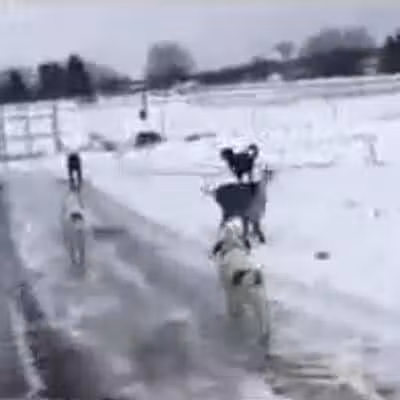 Hazey Acres K9 Boarding - Leetonia, OH