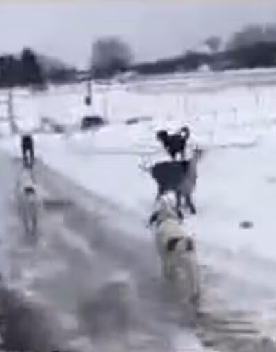 Hazey Acres K9 Boarding - Leetonia, OH
