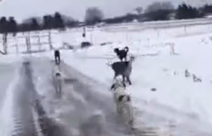 Hazey Acres K9 Boarding - Leetonia, OH