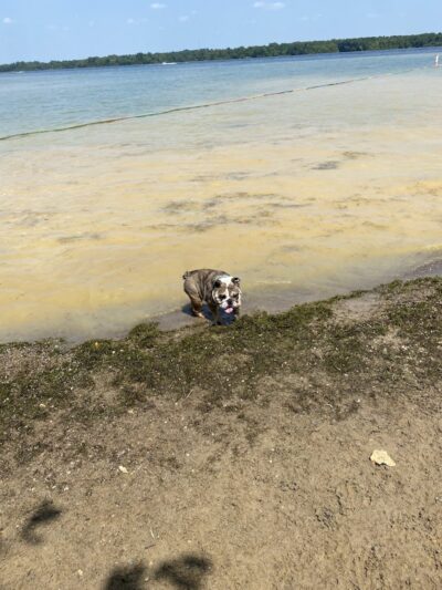 Friends of Alum Creek Dog Park - Lewis Center, OH