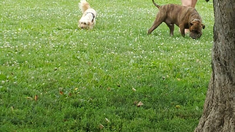 Friends of Alum Creek Dog Park - Lewis Center, OH