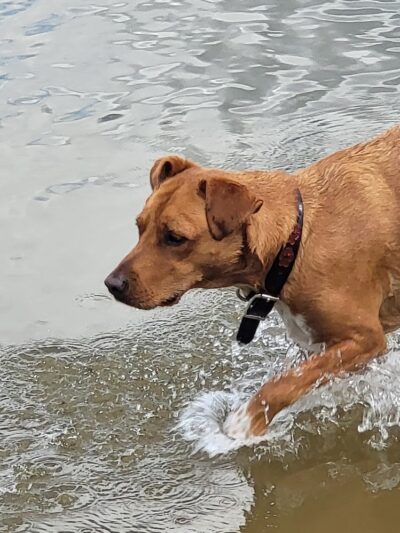 Friends of Alum Creek Dog Park - Lewis Center, OH