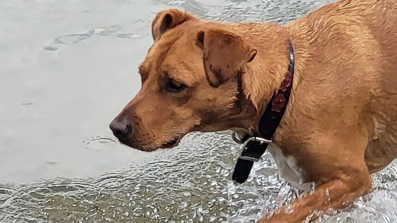 Friends of Alum Creek Dog Park - Lewis Center, OH