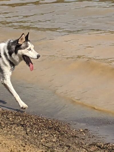 Friends of Alum Creek Dog Park - Lewis Center, OH