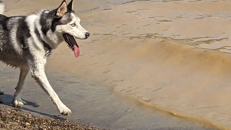 Friends of Alum Creek Dog Park - Lewis Center, OH