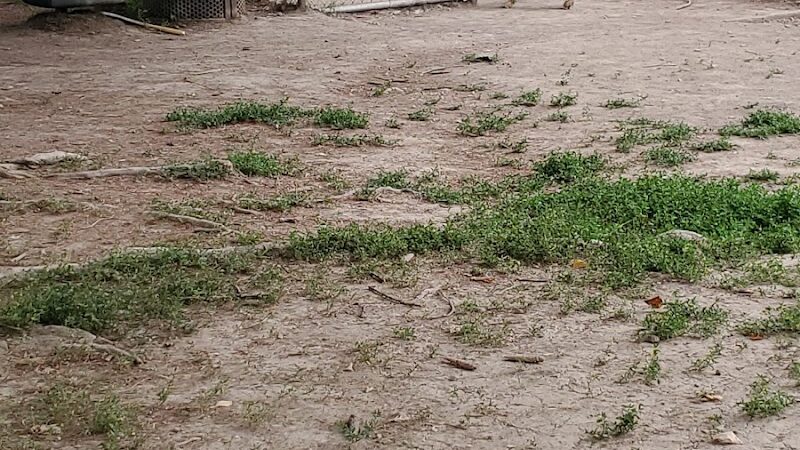 Friends of Alum Creek Dog Park - Lewis Center, OH