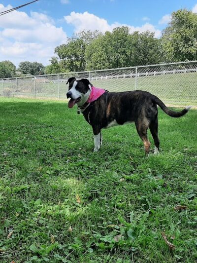 Lewisburg Dog Park by Royal Canin - Lewisburg, OH
