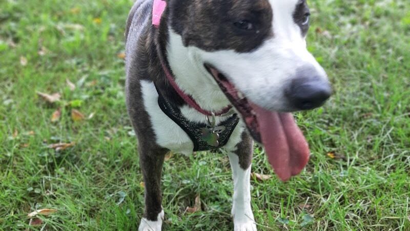 Lewisburg Dog Park by Royal Canin - Lewisburg, OH