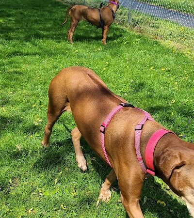 Lewisburg Dog Park by Royal Canin - Lewisburg, OH