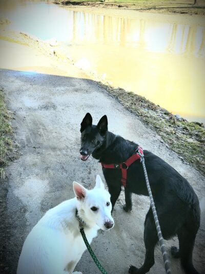 Lewisburg Dog Park by Royal Canin - Lewisburg, OH