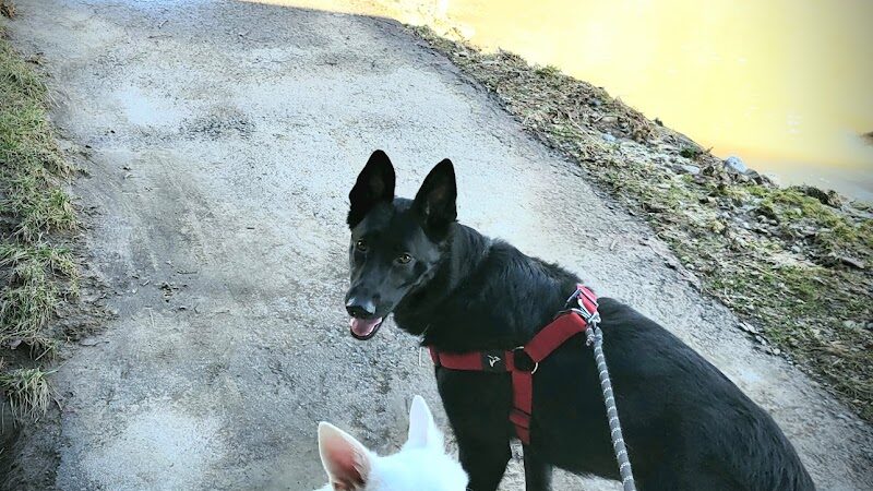 Lewisburg Dog Park by Royal Canin - Lewisburg, OH