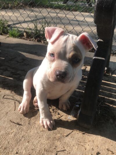 Lewisburg Dog Park by Royal Canin - Lewisburg, OH