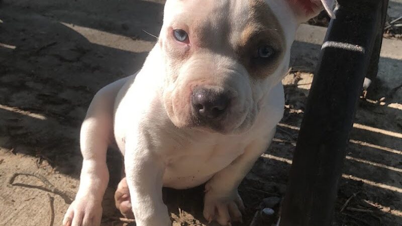 Lewisburg Dog Park by Royal Canin - Lewisburg, OH