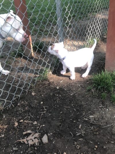 Lewisburg Dog Park by Royal Canin - Lewisburg, OH
