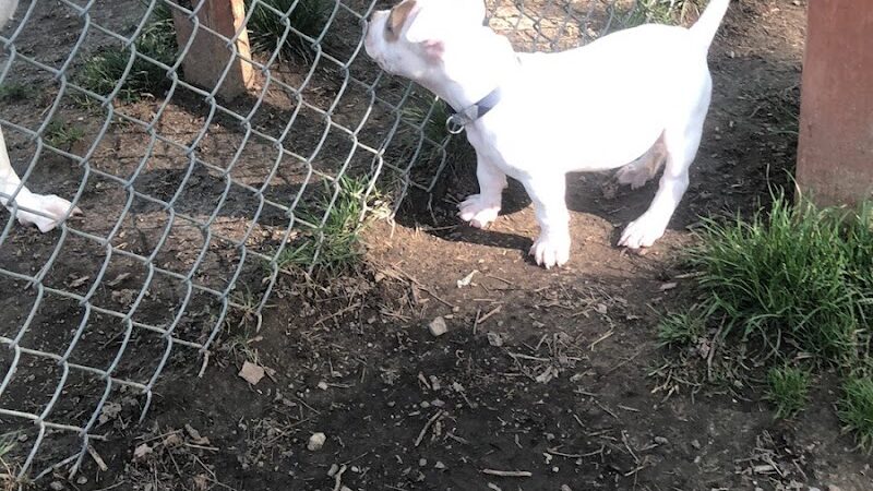 Lewisburg Dog Park by Royal Canin - Lewisburg, OH