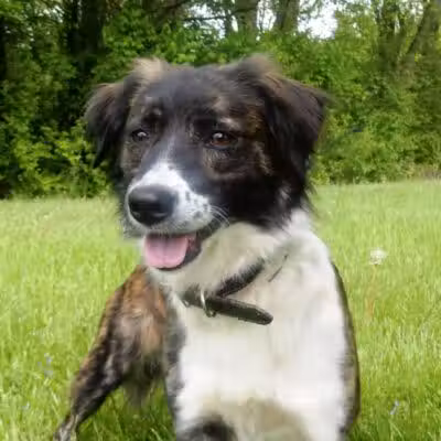 Allen County Dog Warden - Lima, OH