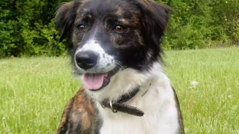 Allen County Dog Warden - Lima, OH