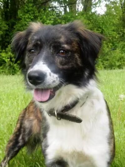 Allen County Dog Warden - Lima, OH