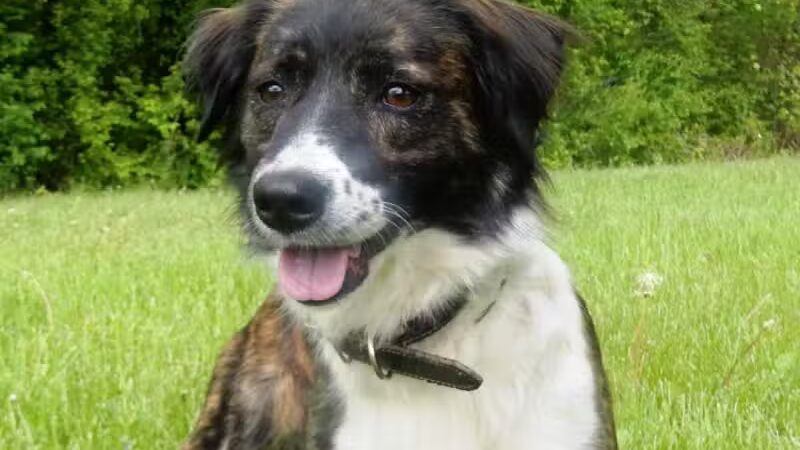 Allen County Dog Warden - Lima, OH