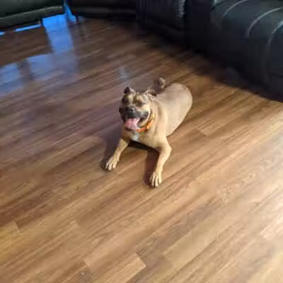 Allen County Dog Warden - Lima, OH