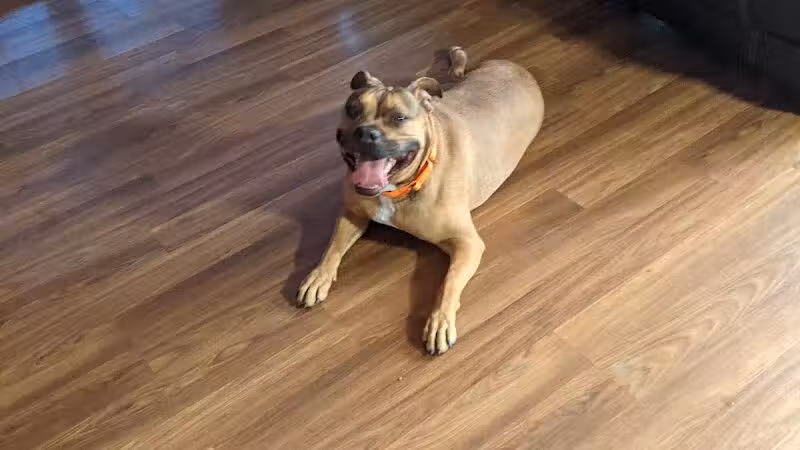 Allen County Dog Warden - Lima, OH