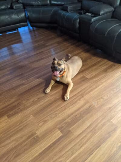 Allen County Dog Warden - Lima, OH