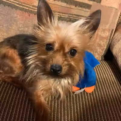Allen County Dog Warden - Lima, OH
