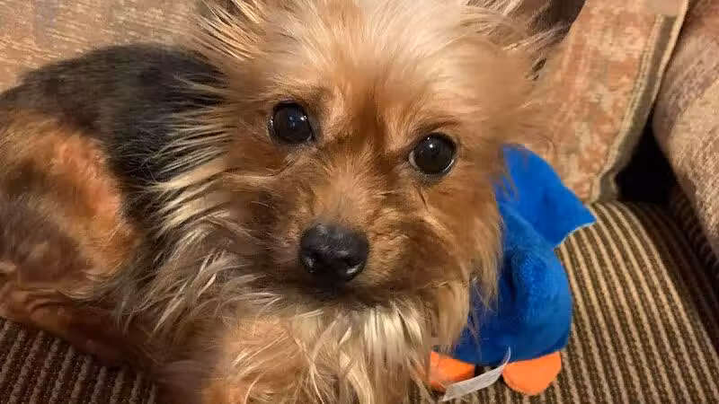 Allen County Dog Warden - Lima, OH