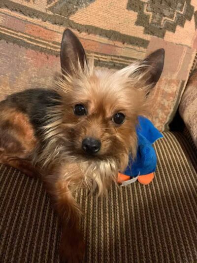 Allen County Dog Warden - Lima, OH