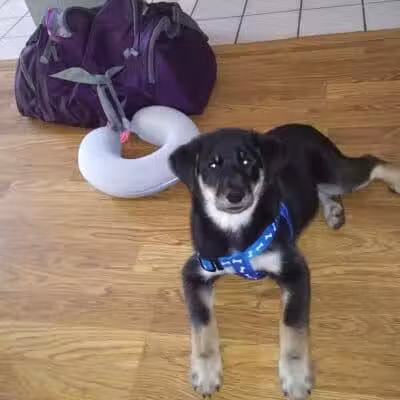 Allen County Dog Warden - Lima, OH
