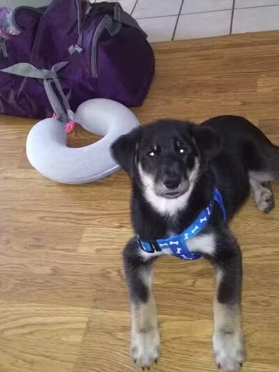 Allen County Dog Warden - Lima, OH