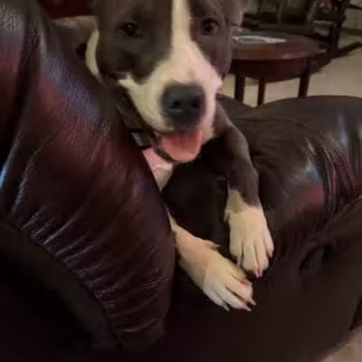 Allen County Dog Warden - Lima, OH