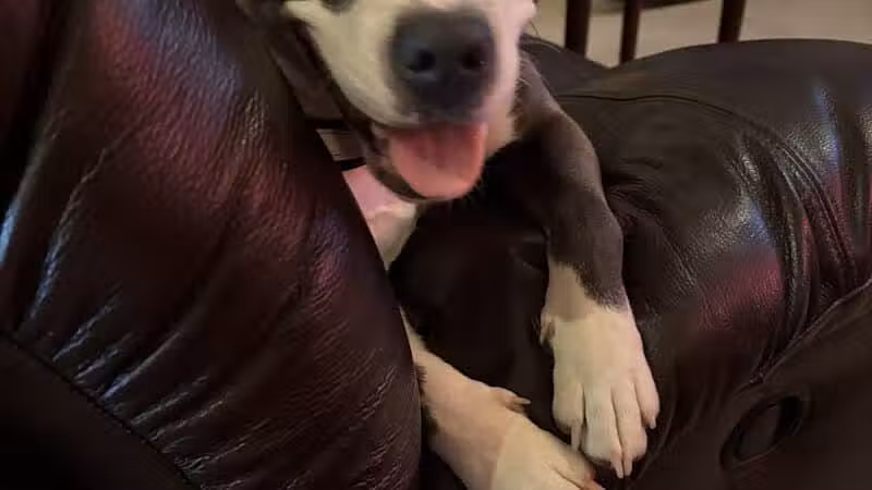 Allen County Dog Warden - Lima, OH