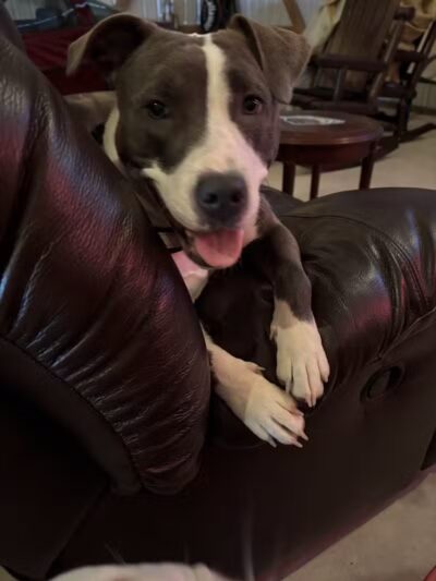 Allen County Dog Warden - Lima, OH