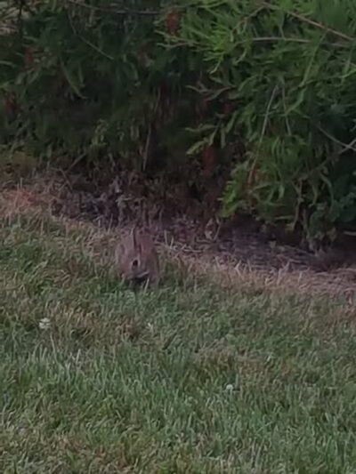 Allen County Farm Park - Lima, OH