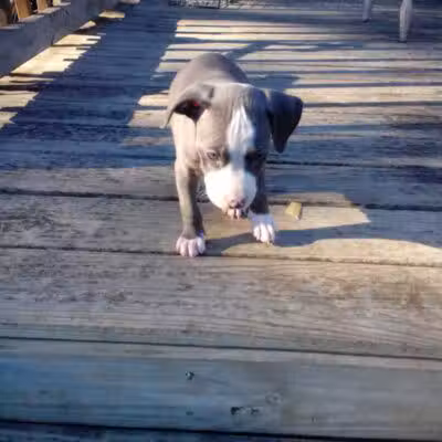 Cook Park - Lima, OH