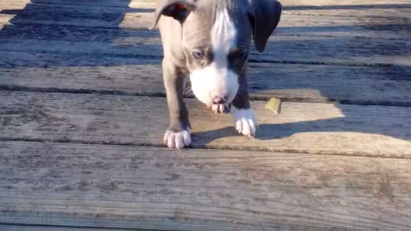 Cook Park - Lima, OH