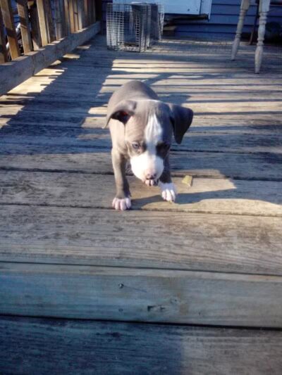 Cook Park - Lima, OH