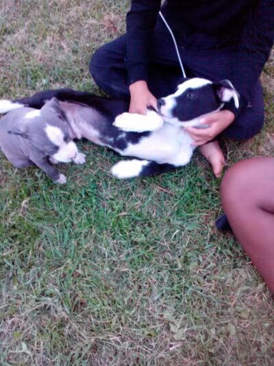 Cook Park - Lima, OH