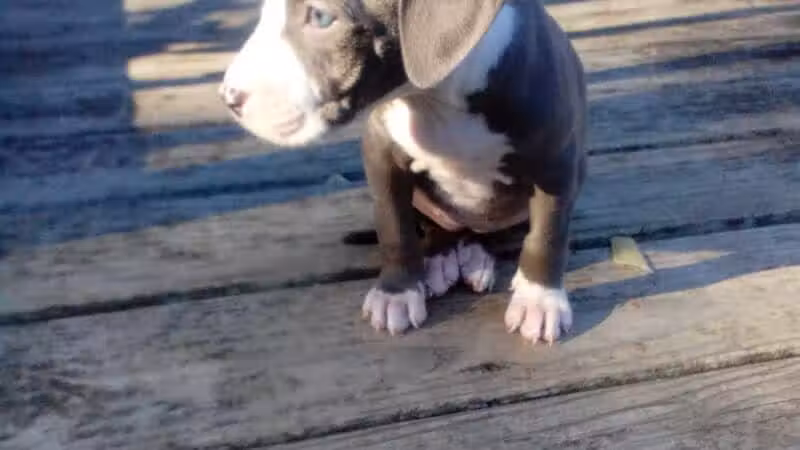 Cook Park - Lima, OH