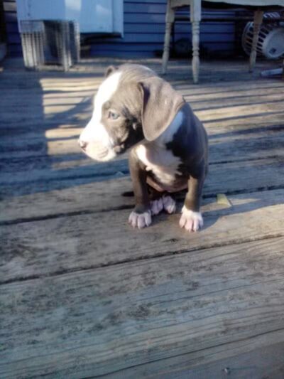 Cook Park - Lima, OH