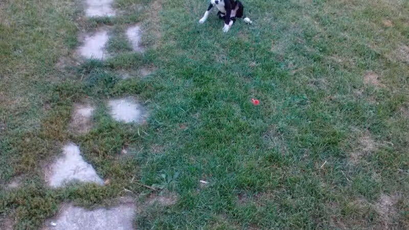 Cook Park - Lima, OH