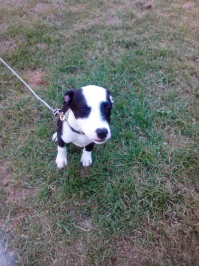 Cook Park - Lima, OH