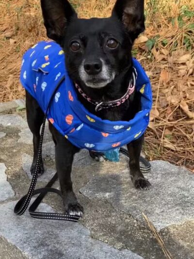 Debs Dogs - Lima, OH