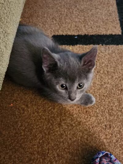 Debs Dogs - Lima, OH